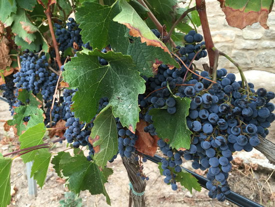 Tractaments Residu Zero